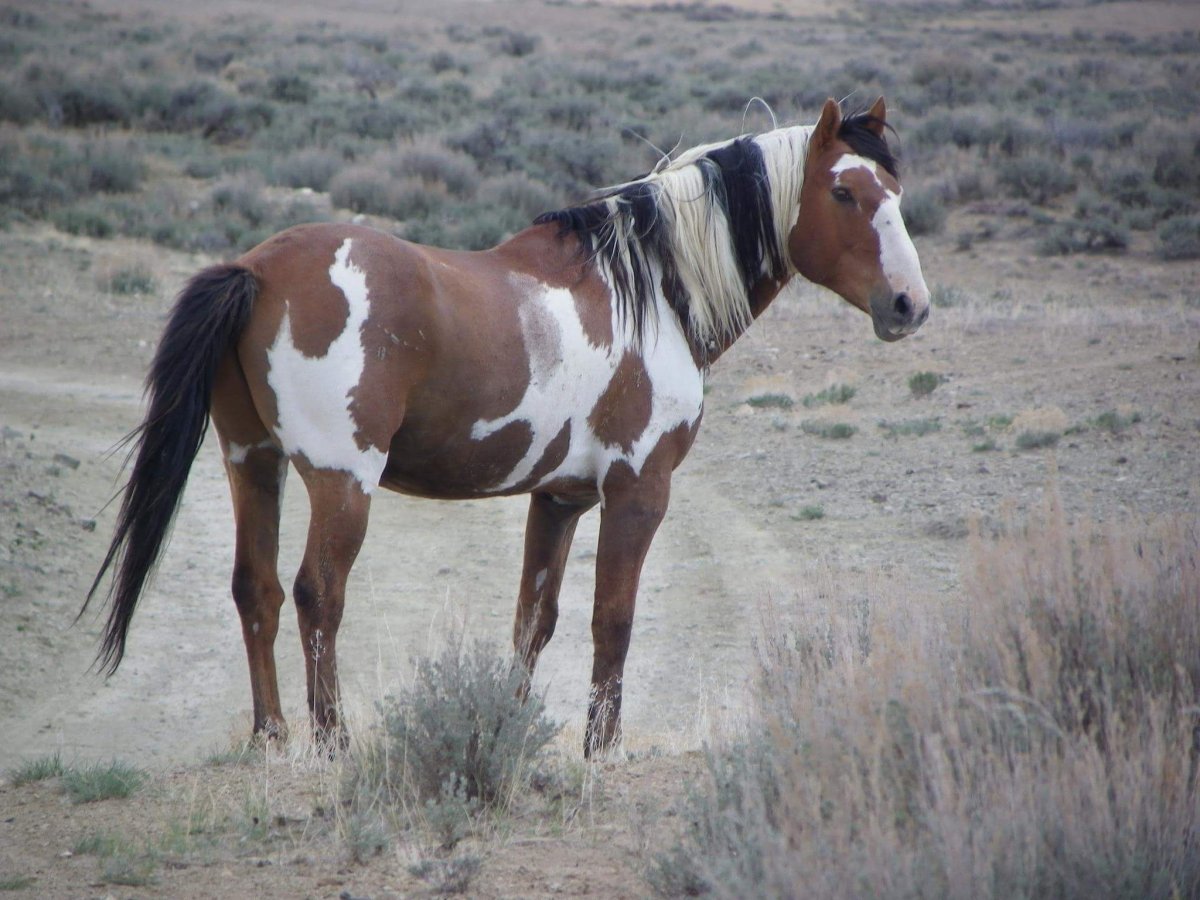 Мустанг оверо конь