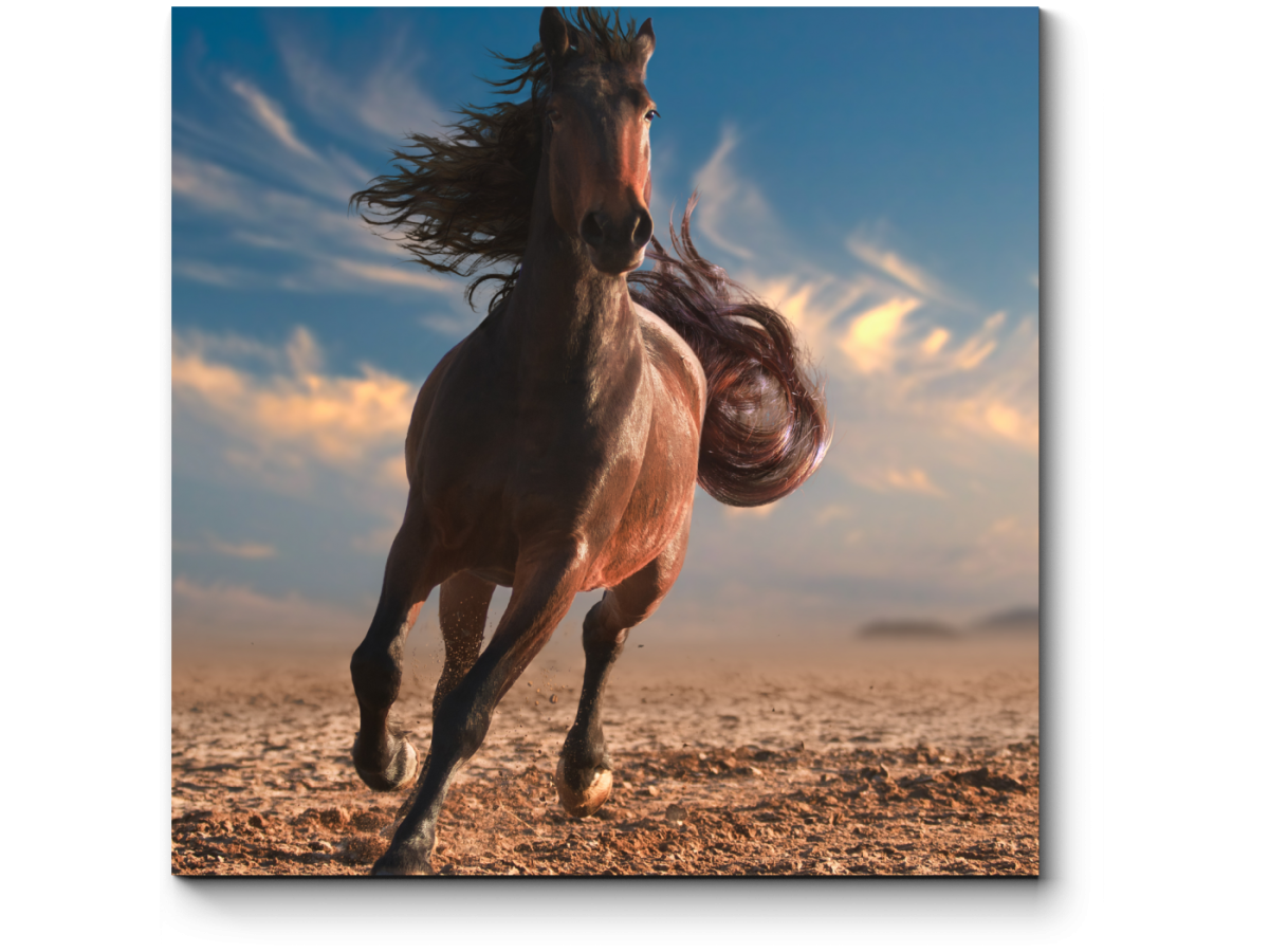 Лошадь скачет по полю