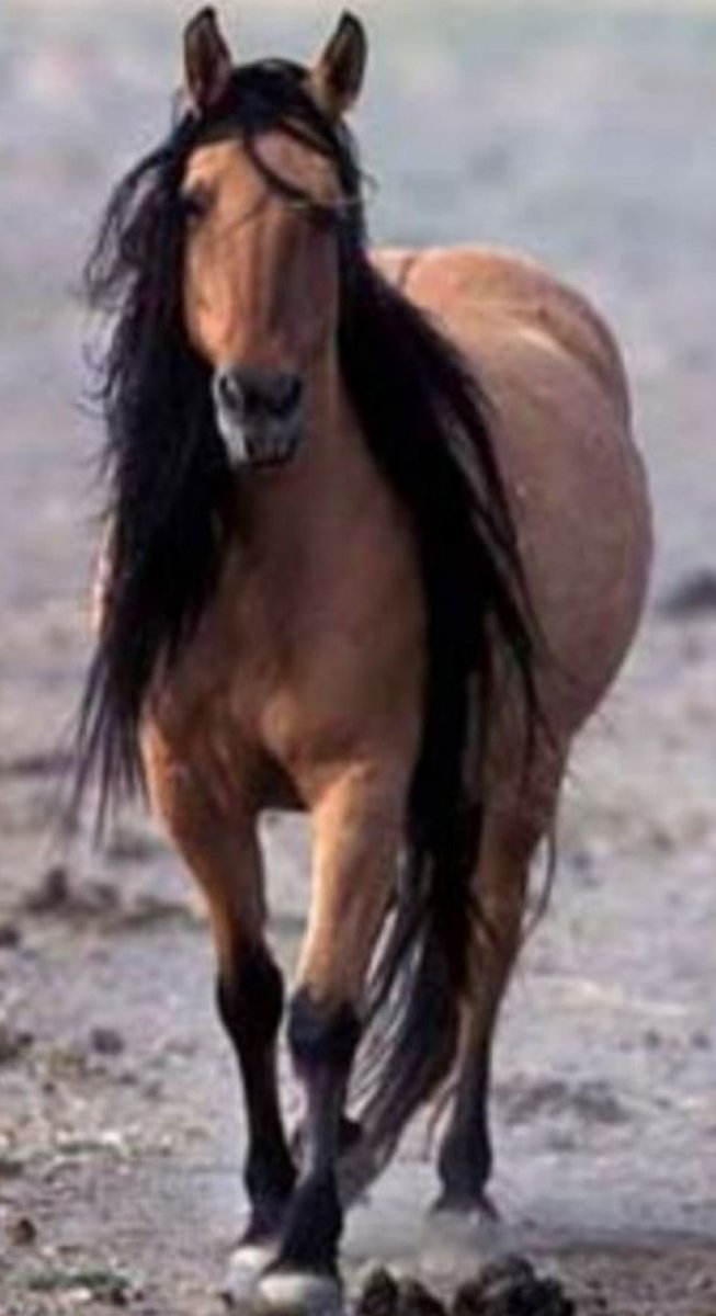 Кигер-Мустанг лошадь