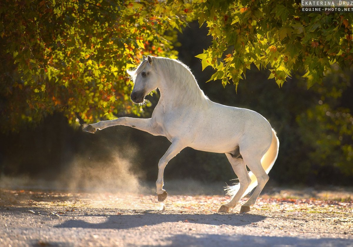 Equine Photography