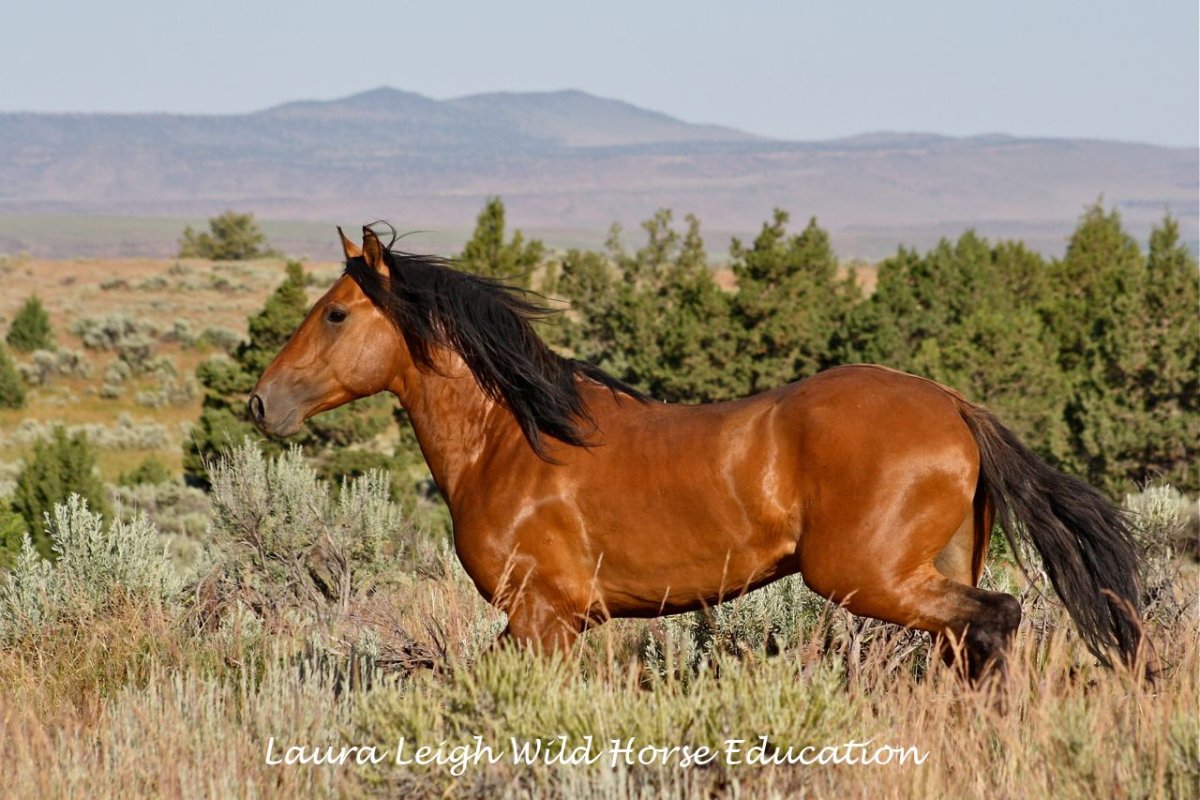 Кигер-Мустанг — прекрасная и благородная порода лошадей