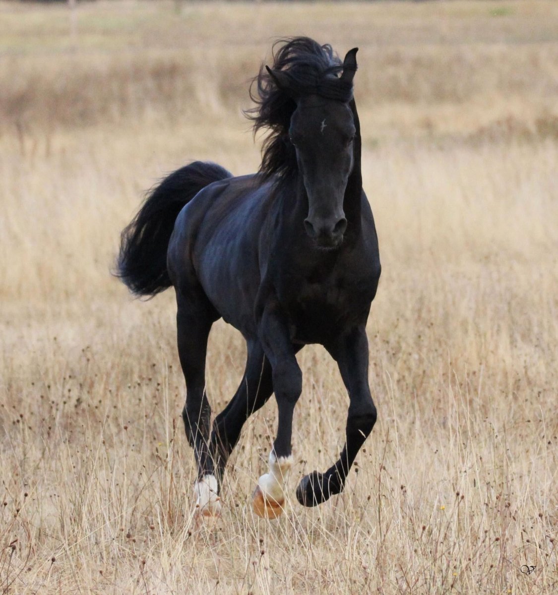 Лошадь породы Мустанг