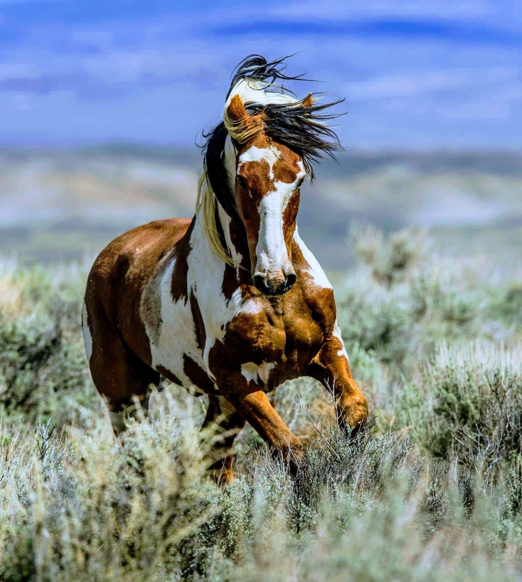 Кигер Мустанг Пегий