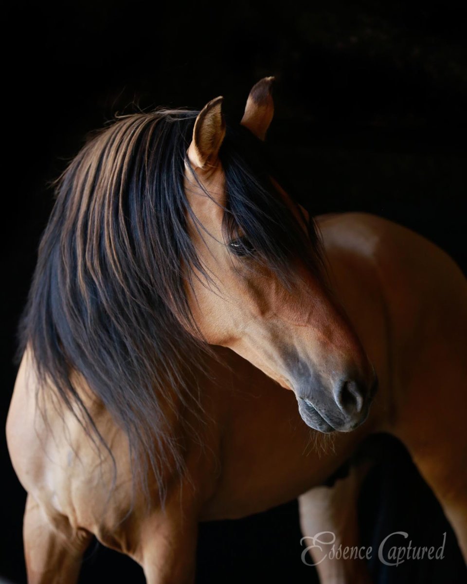 Кигер-Мустанг спирит