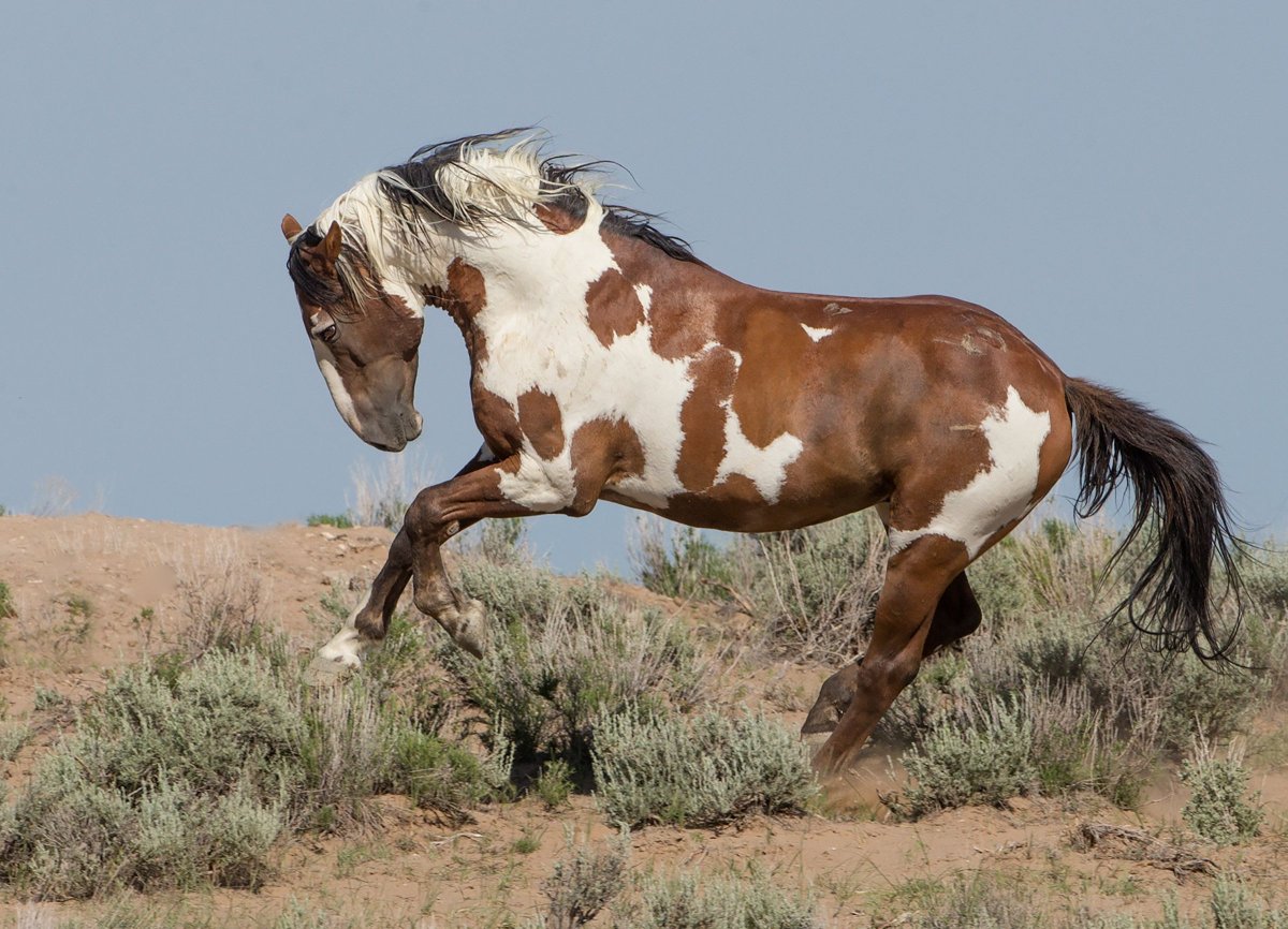 Крапчатый Мустанг