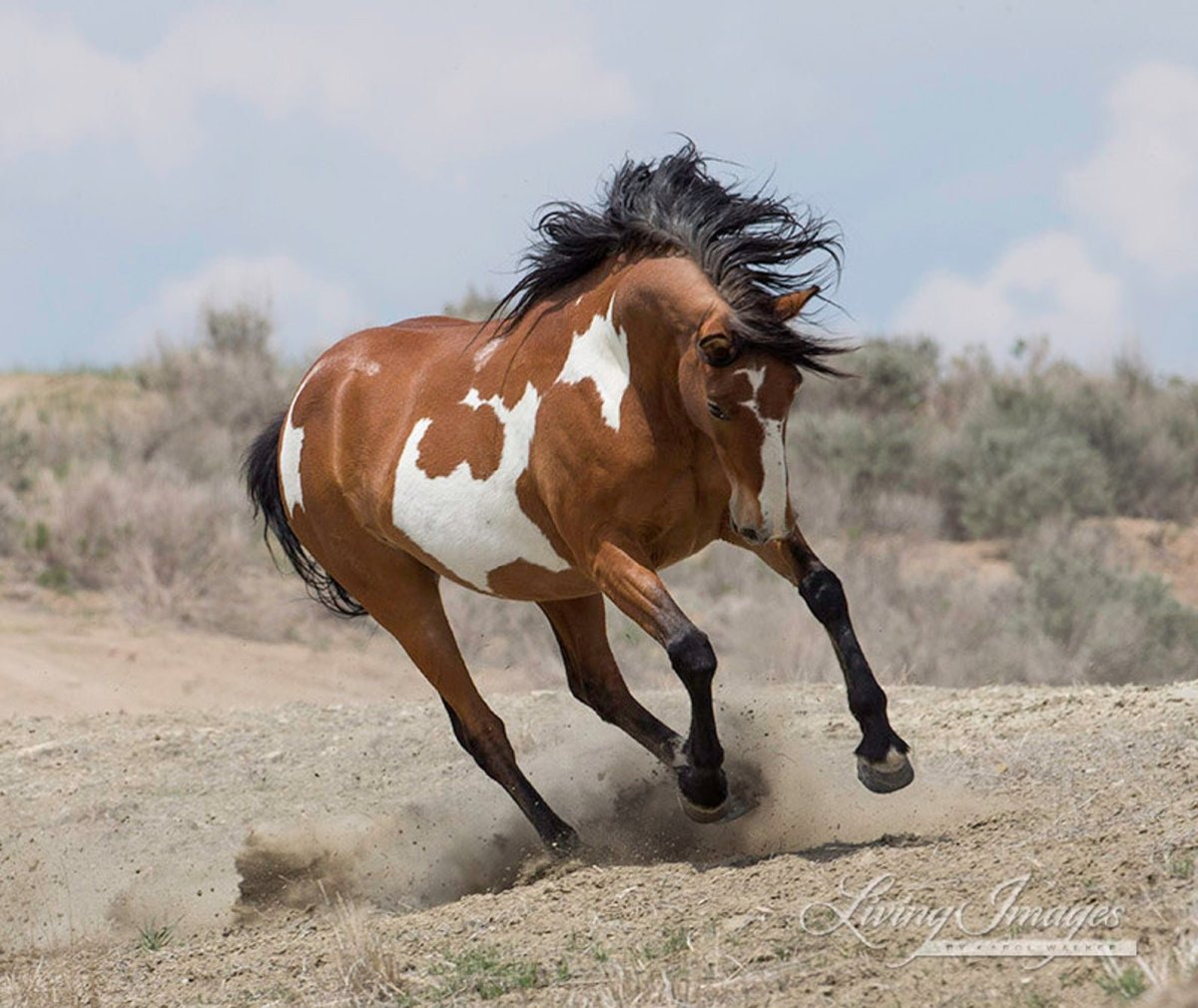Кигер Мустанг Пегий