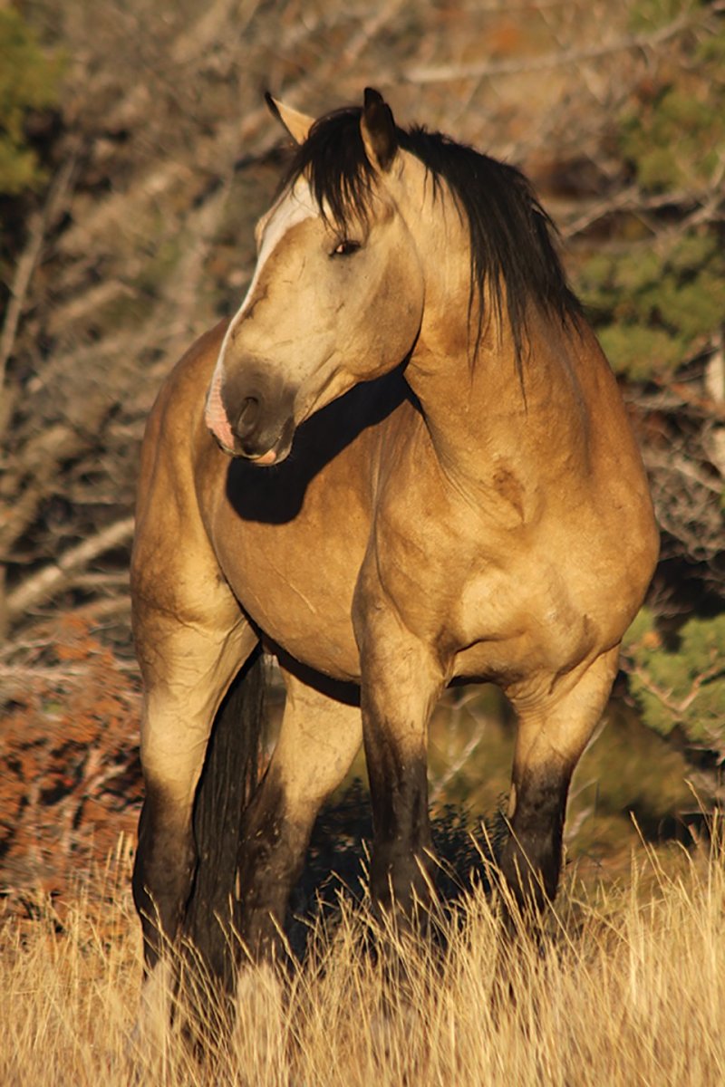 Лошадь породы Мустанг