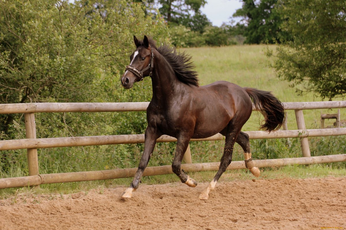 Бег лошади аллюром