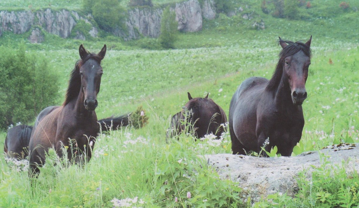 Дикая лошадь Иркутск