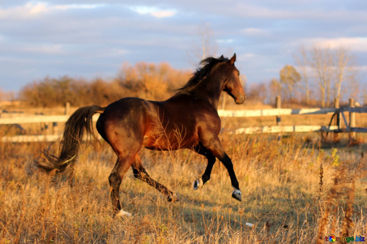 Мустанг лошадь обои на телефон