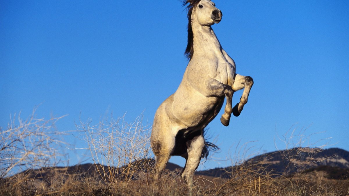 Лошадь породы Мустанг