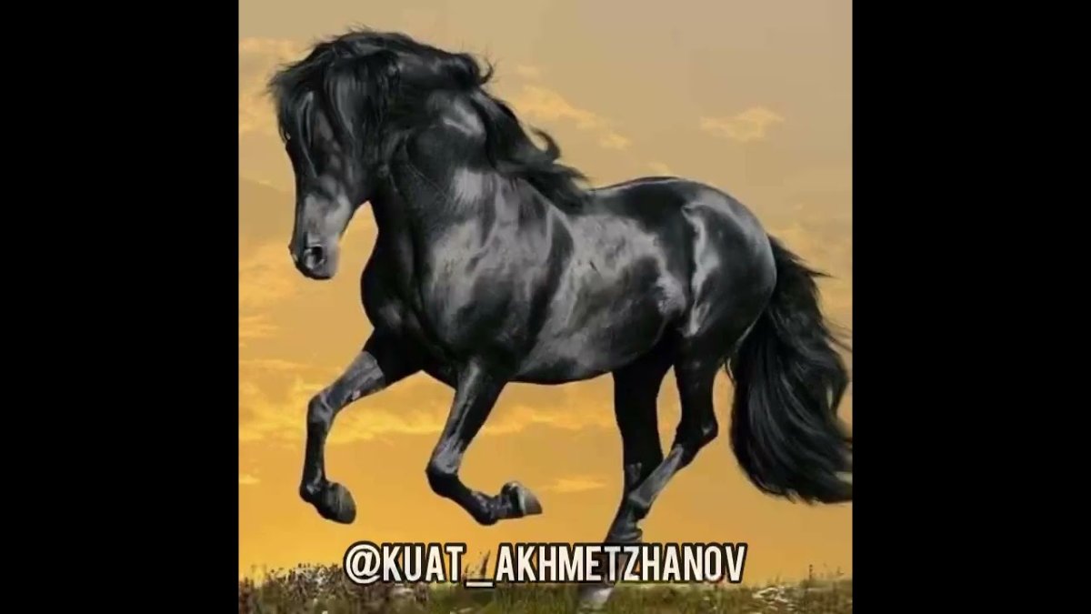 Лошадь на телефон