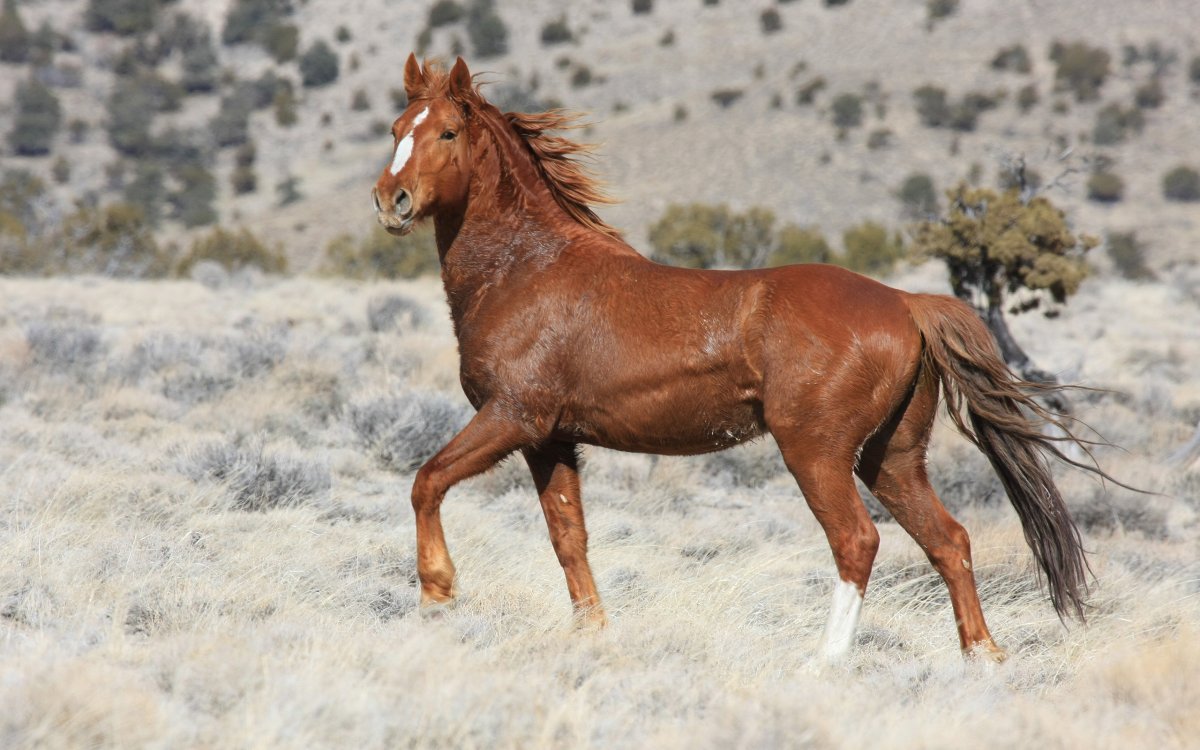 Порода дикой лошади Мустанга