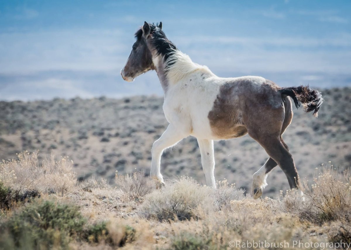 Крапчатый Мустанг