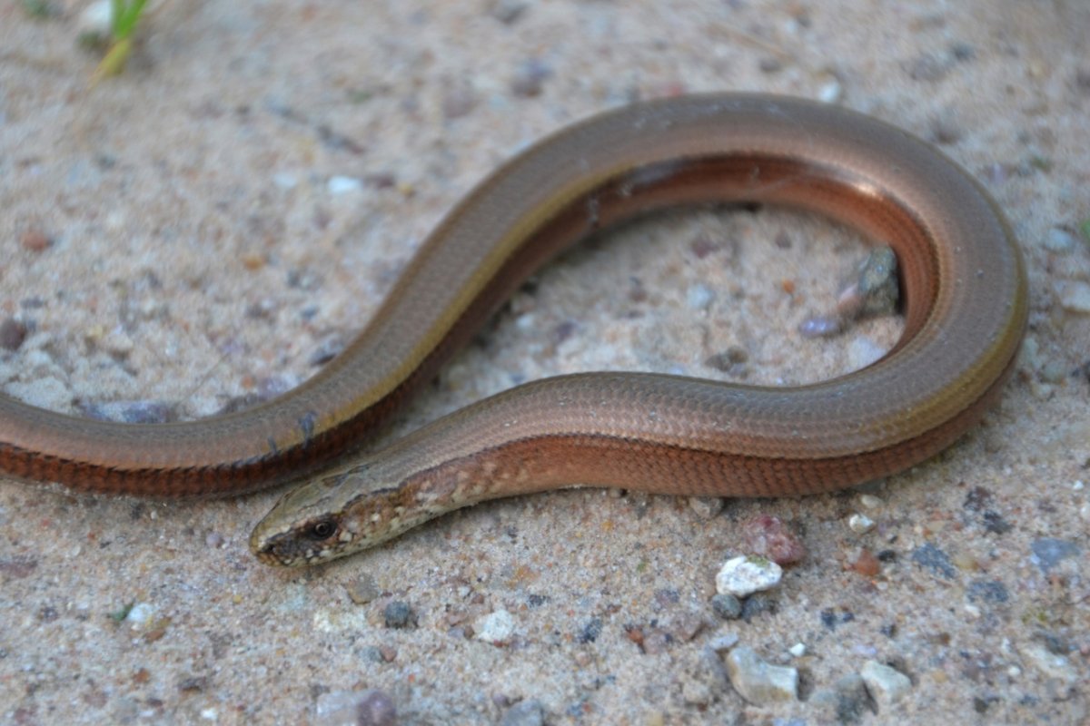 Безногая ящерица