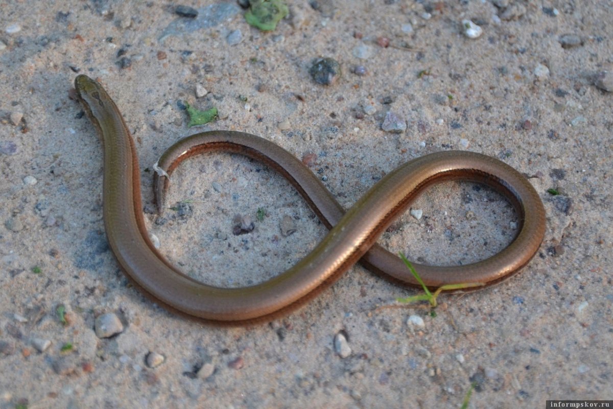 Медянка змея в Подмосковье