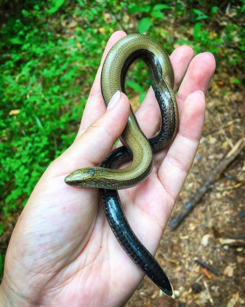 Веретеница и медянка