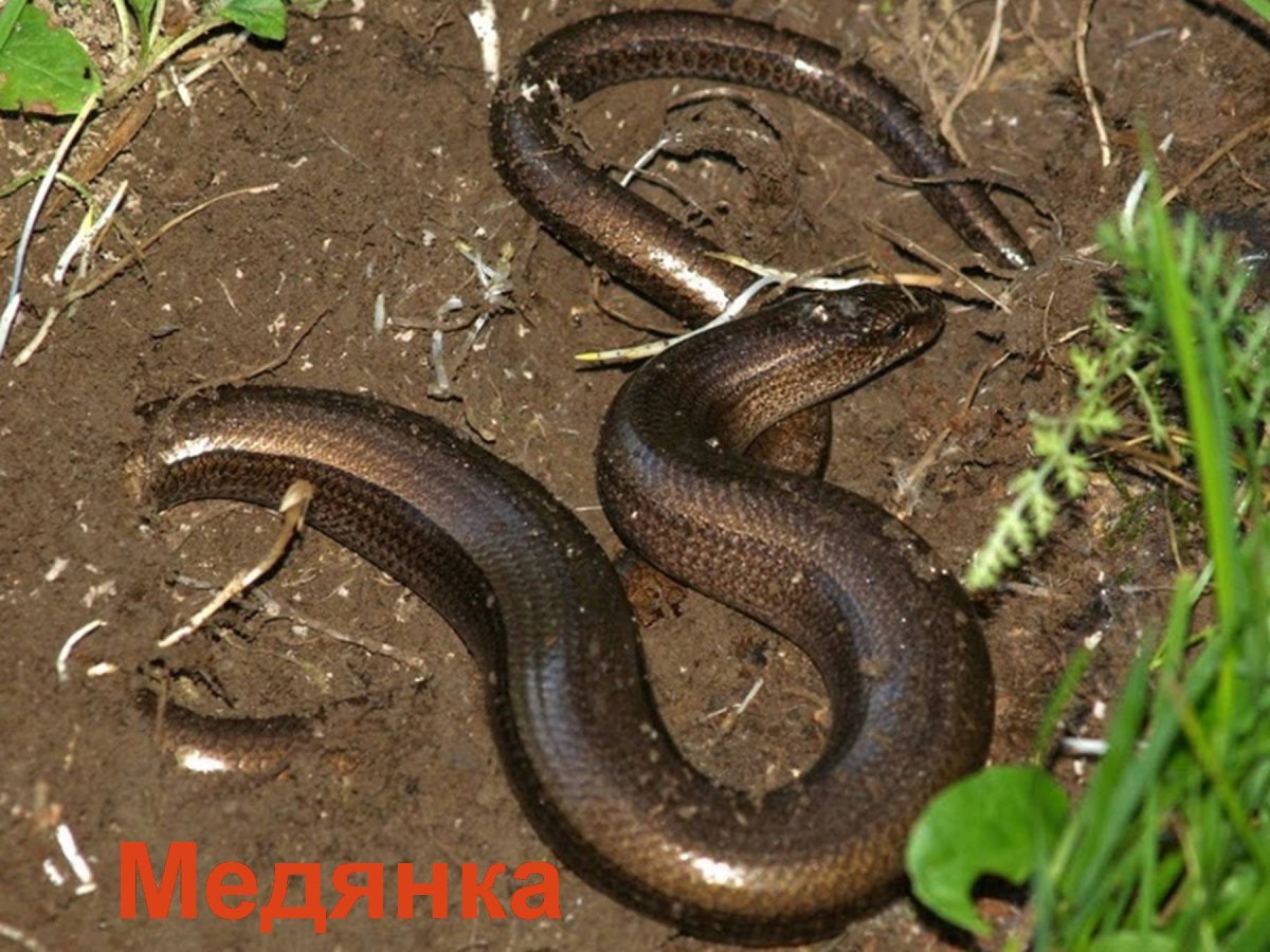 Медянка змея ядовитая