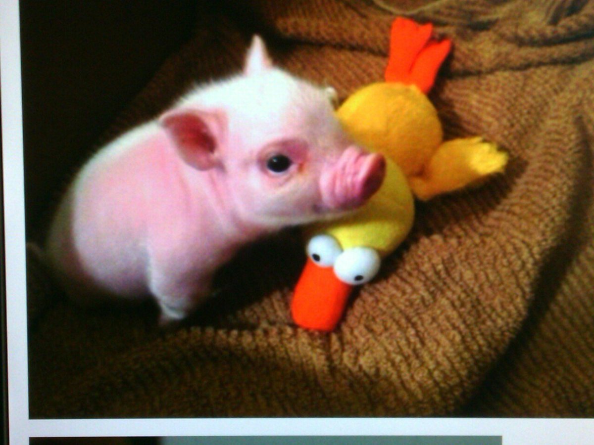 Милая Свинка мини Пиг