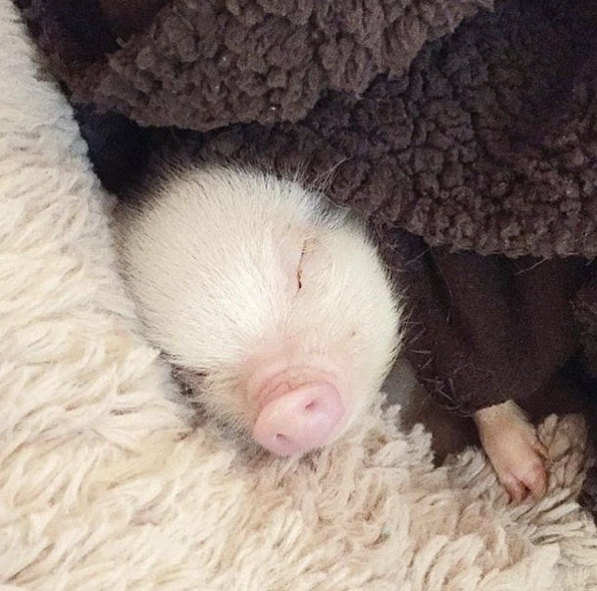 Поросенок спит