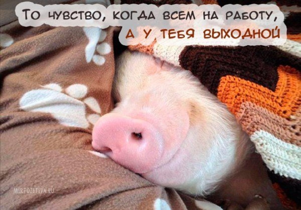 Спящий поросенок