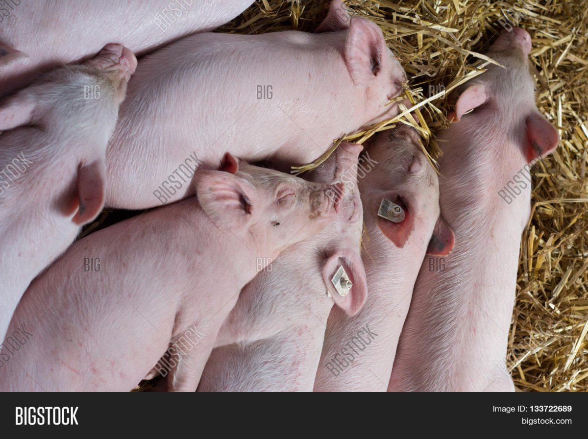 Поросята спят пирамидой