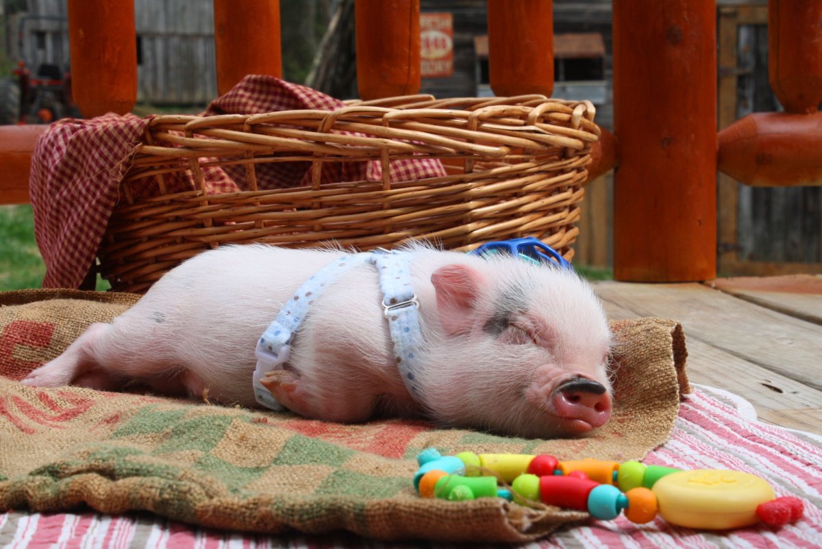 Мини поросенок домашний