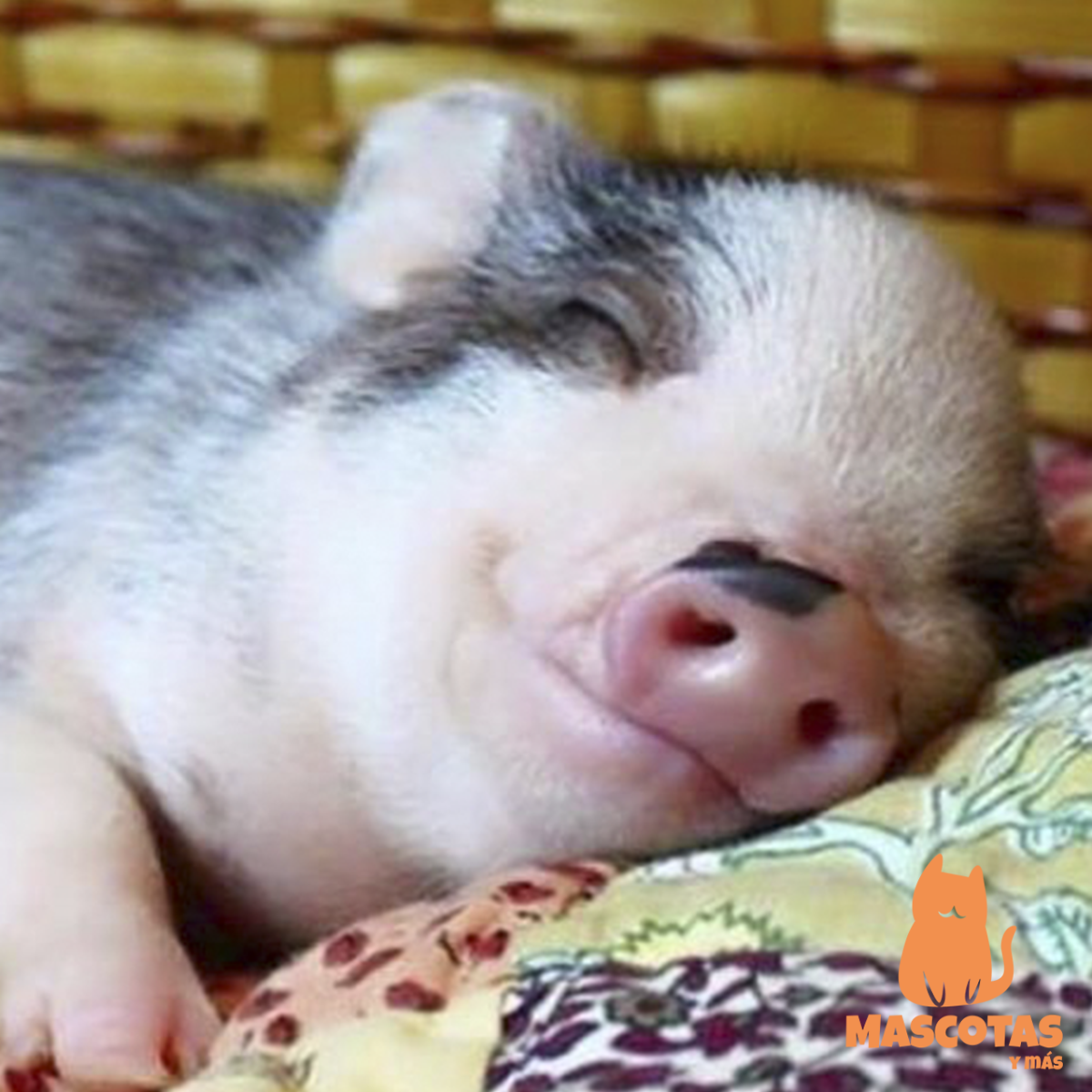 Спящие поросята