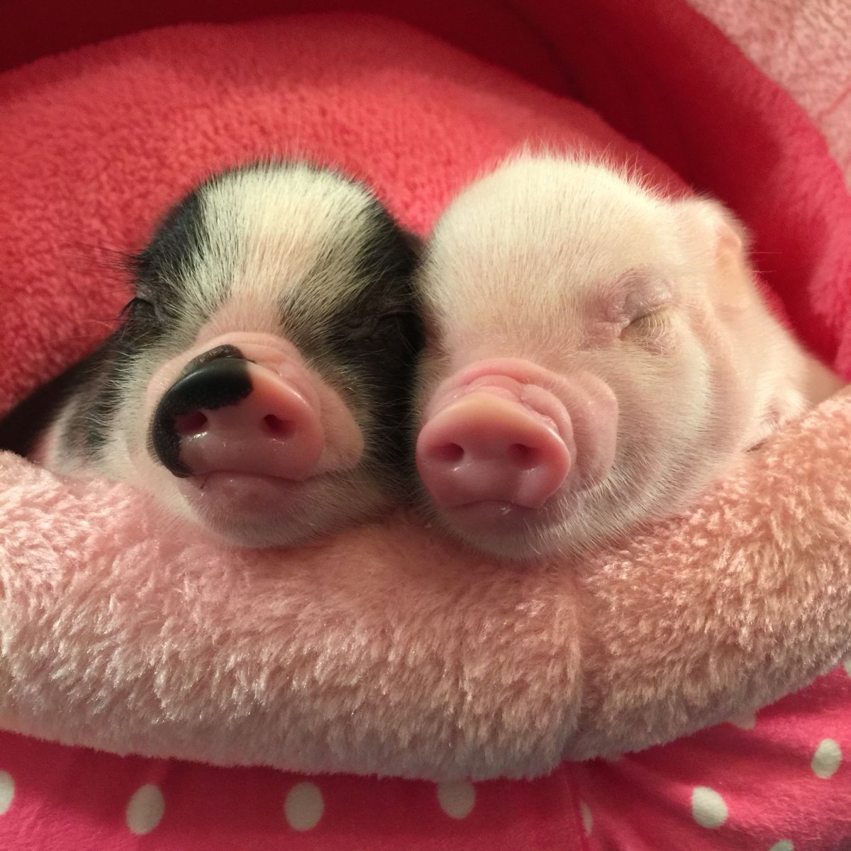 Свинка Пигги