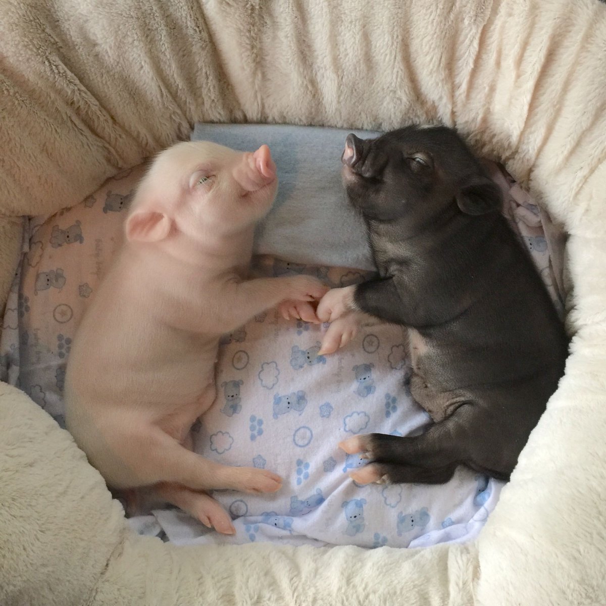 Хрюшки обнимаются