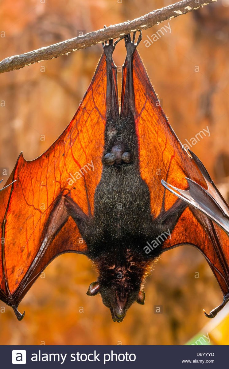 Золотокоронная лисица летучая мышь