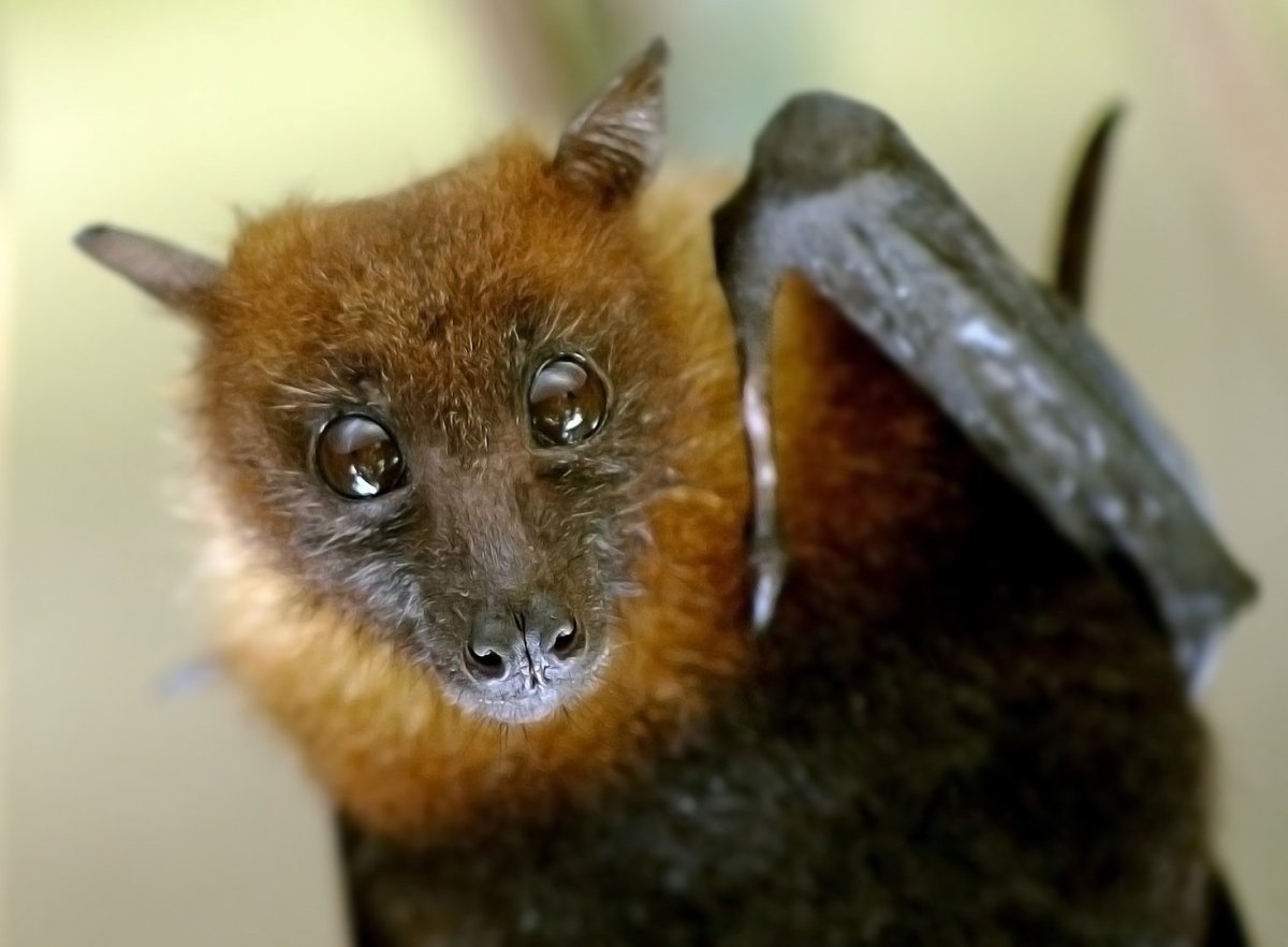 Карликовый крылан