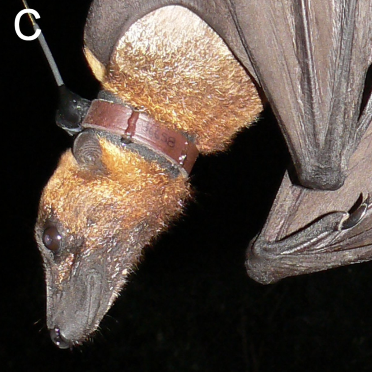 Череп летучей лисицы