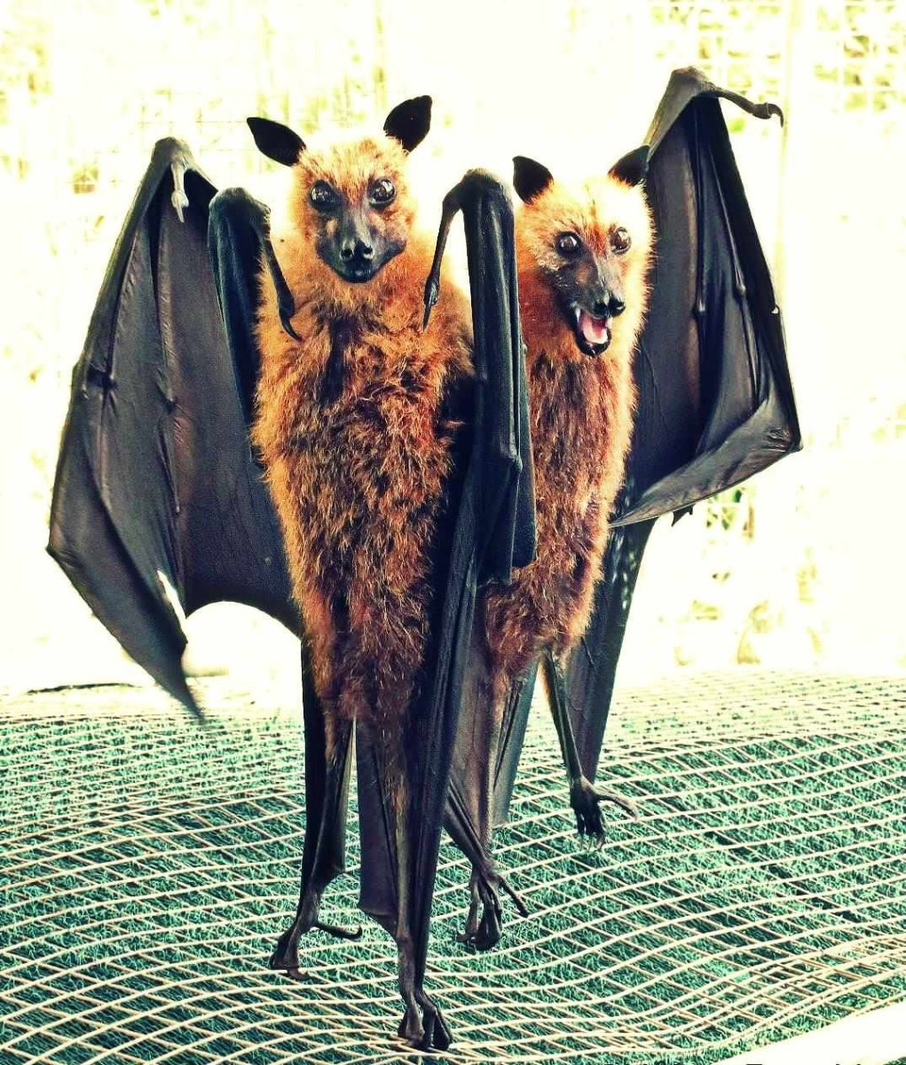 Рукокрылые летучие лисицы