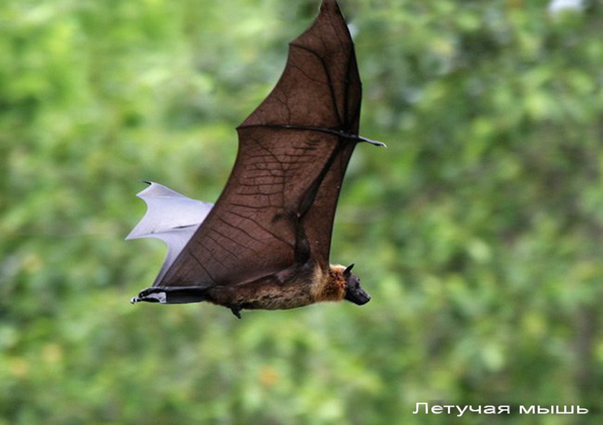 Гигантская вечерница