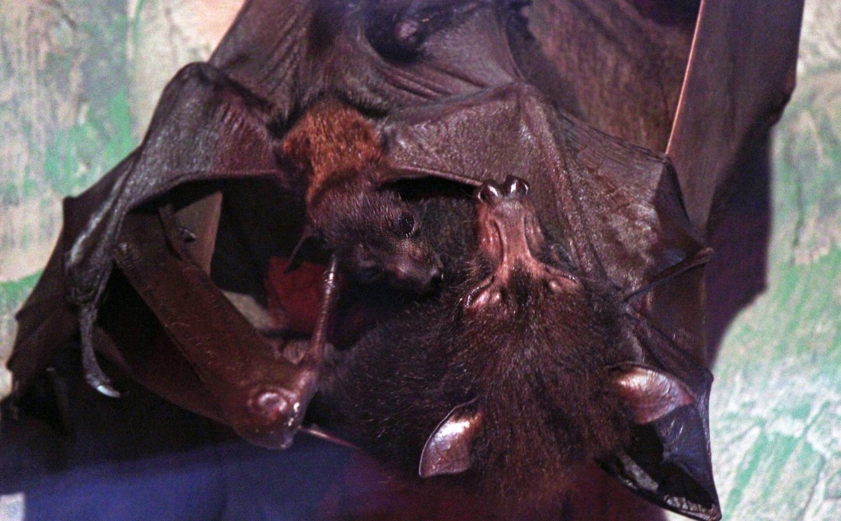 Рукокрылые поведение