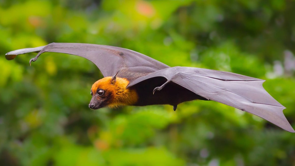 Мадагаскарский крылан