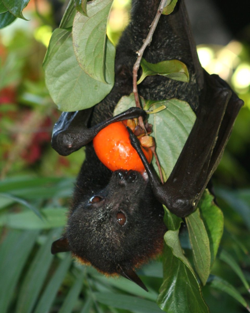 Летучая мышь рыжая лисица