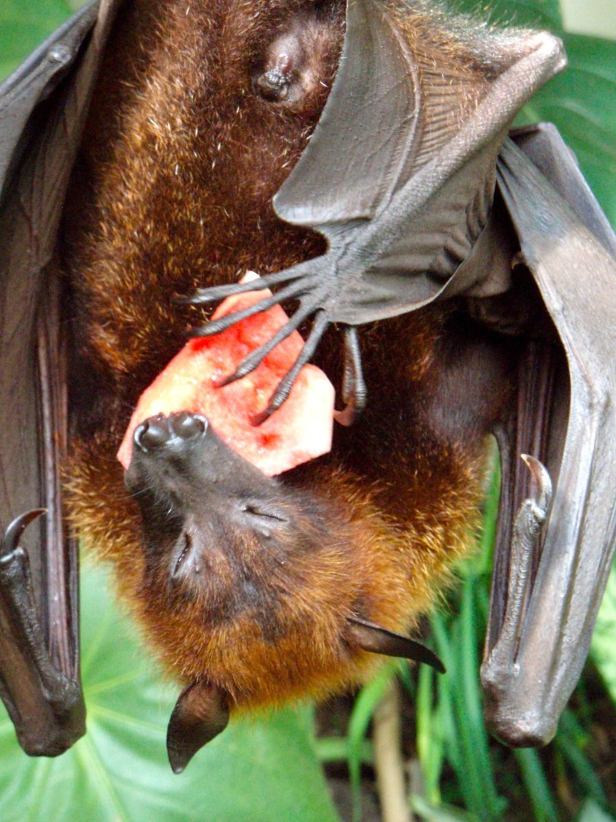 Крылан летучая лисица