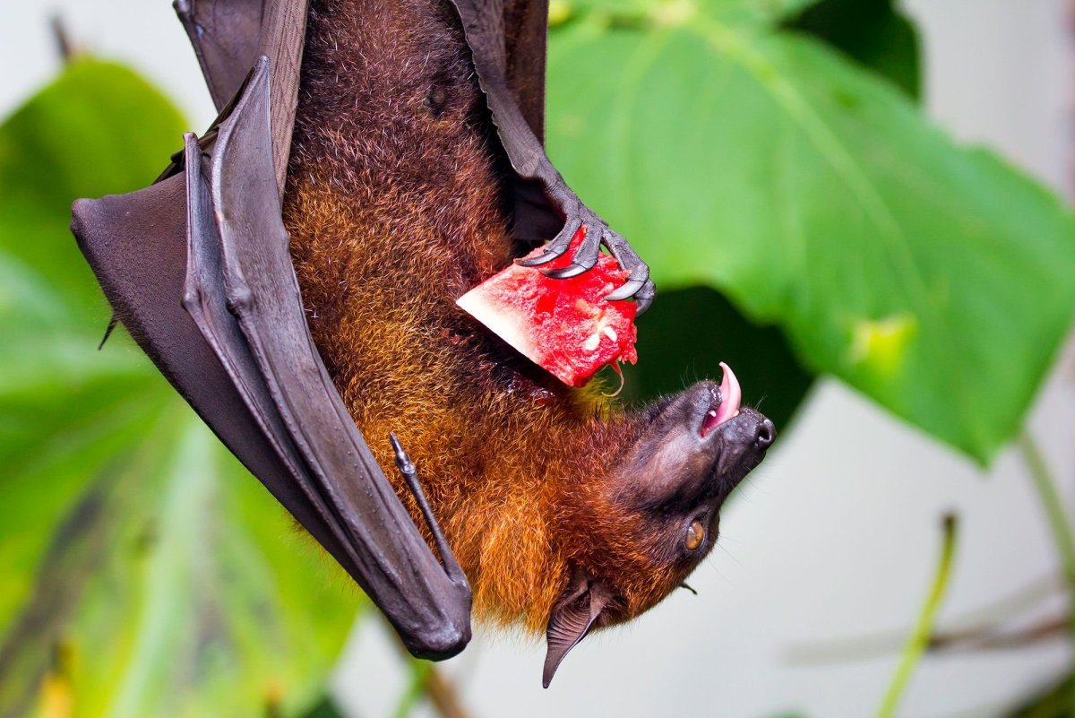 Отряд рукокрылые крыланы