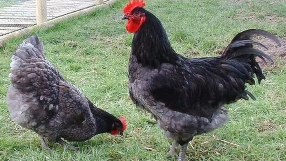 Доминант GS 107 куры gs107