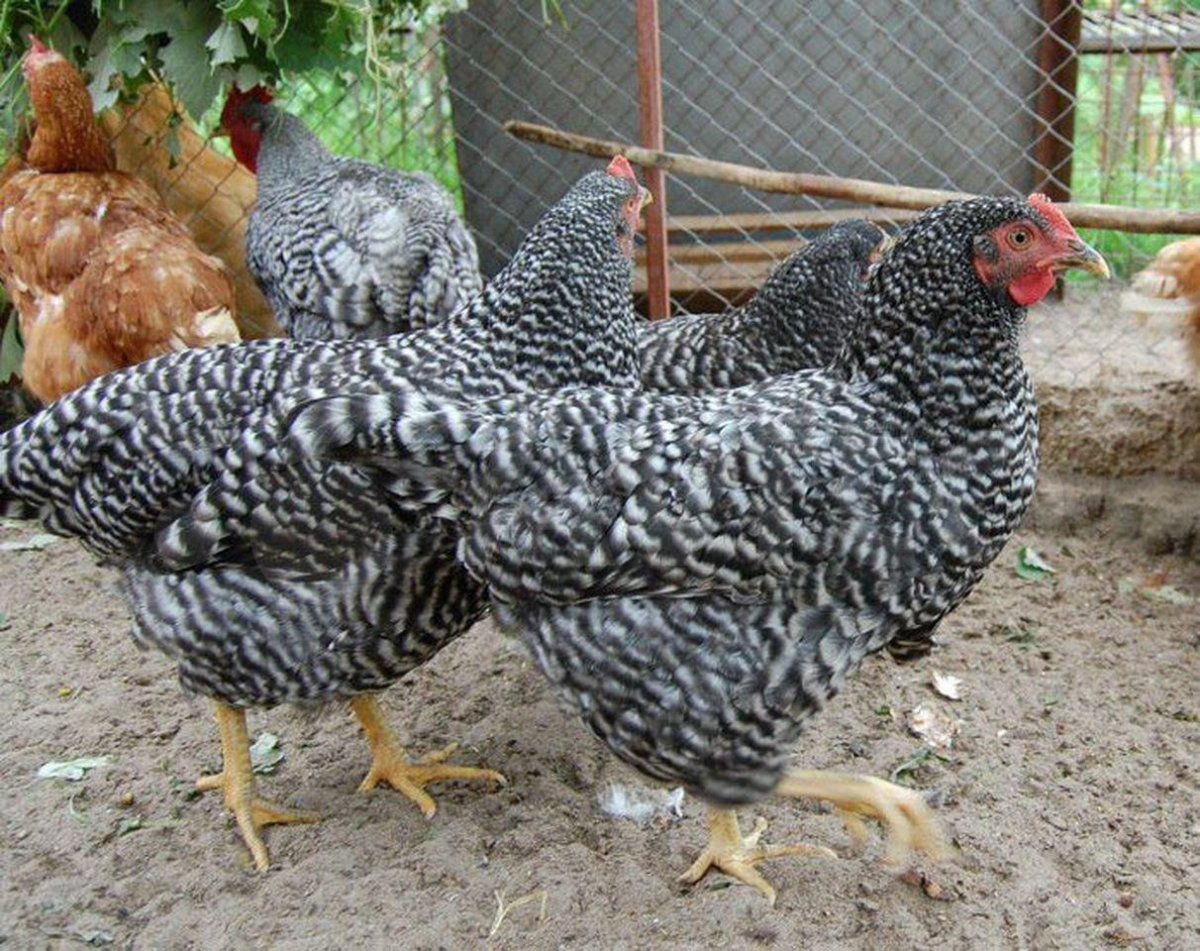 Амрокс Доминант порода