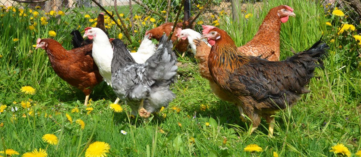 Триколор порода кур цыплята