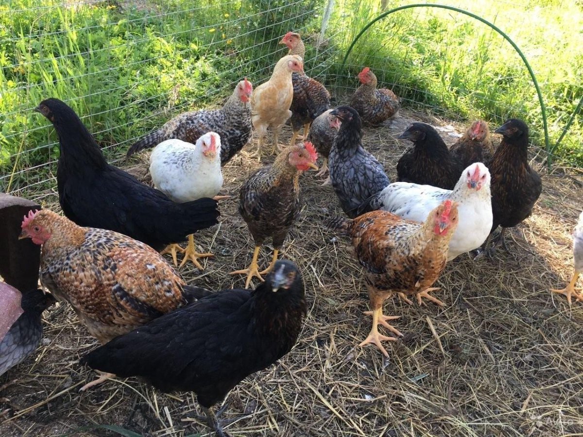 Доминант ГС 459