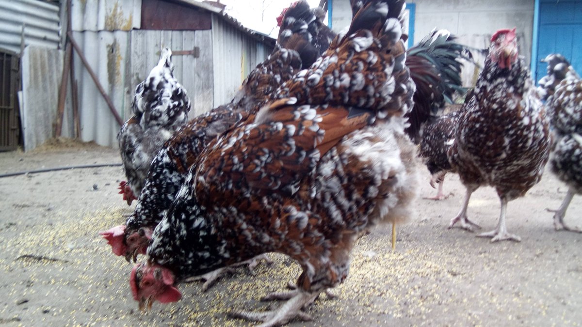 Доминант Триколор д301