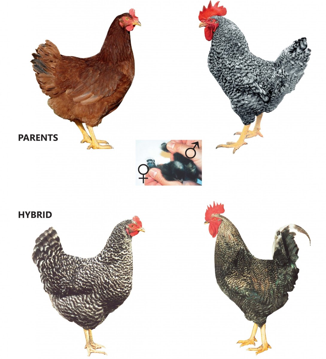 Чешский Доминант д959