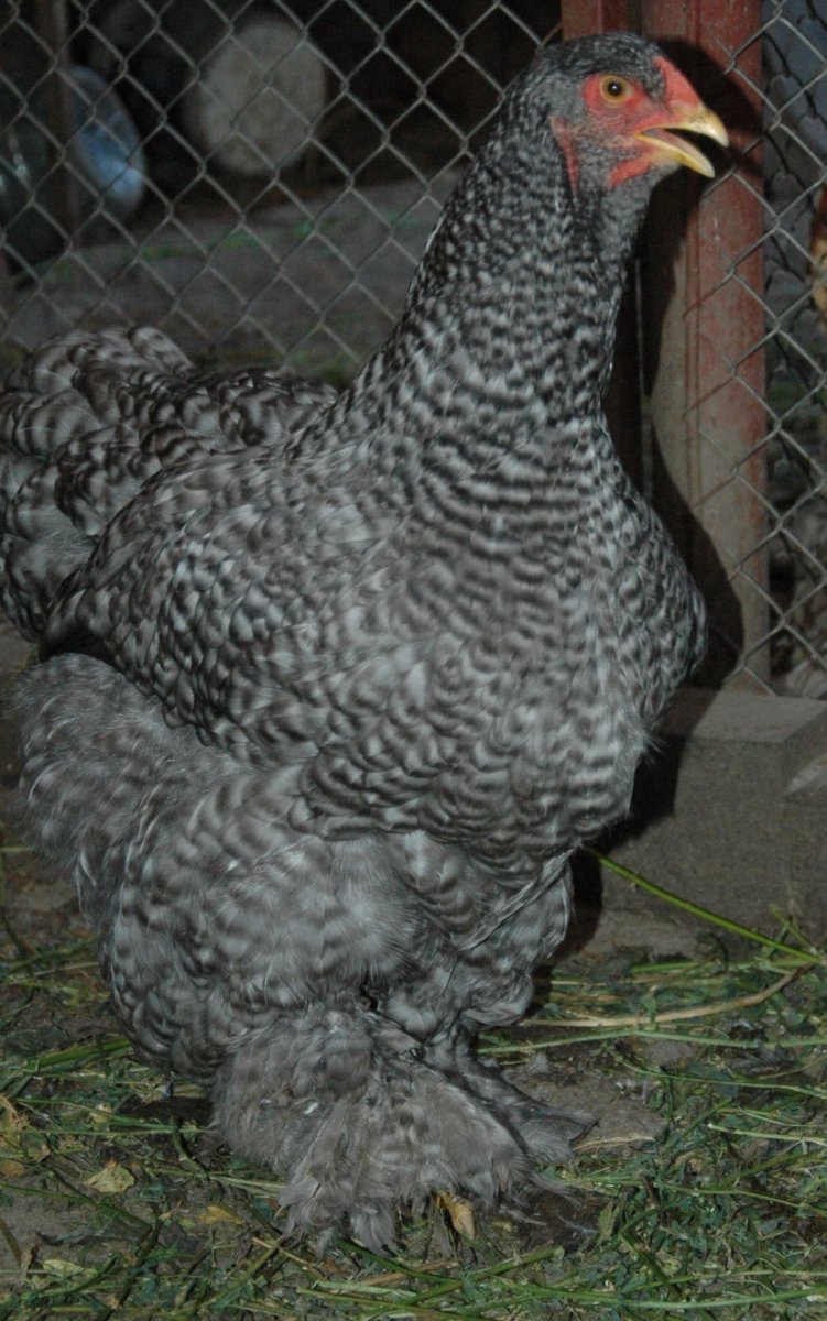 Чешский Доминант 959