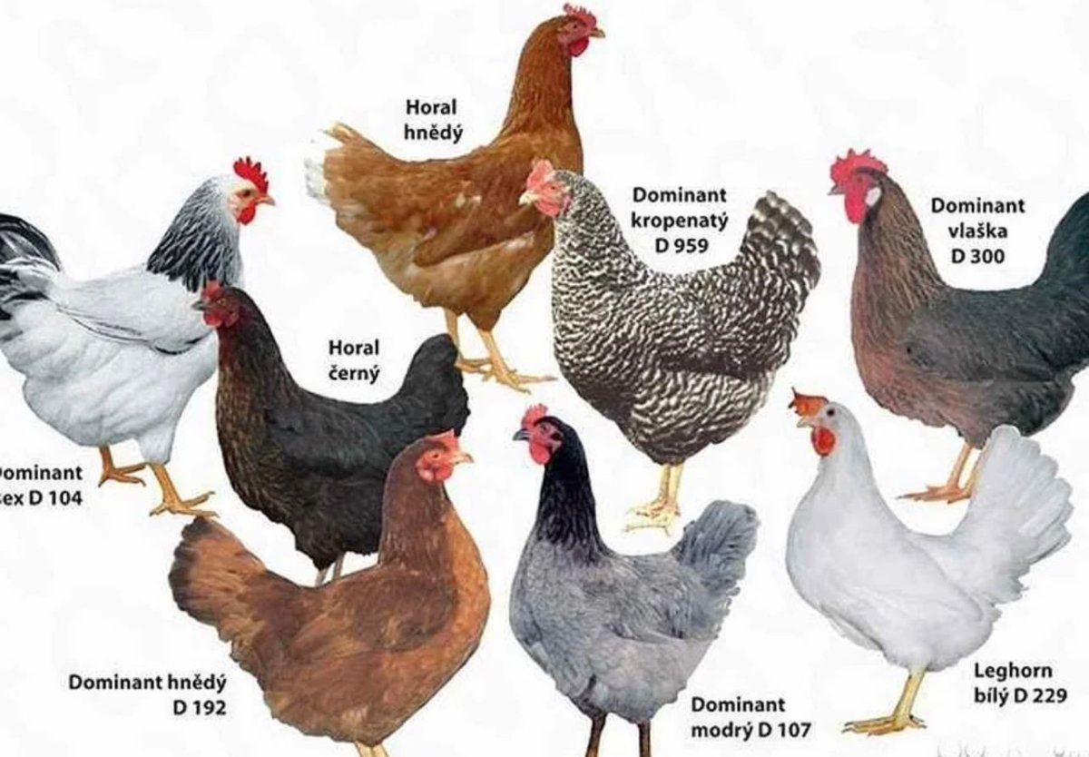 Куры Доминант GS 107