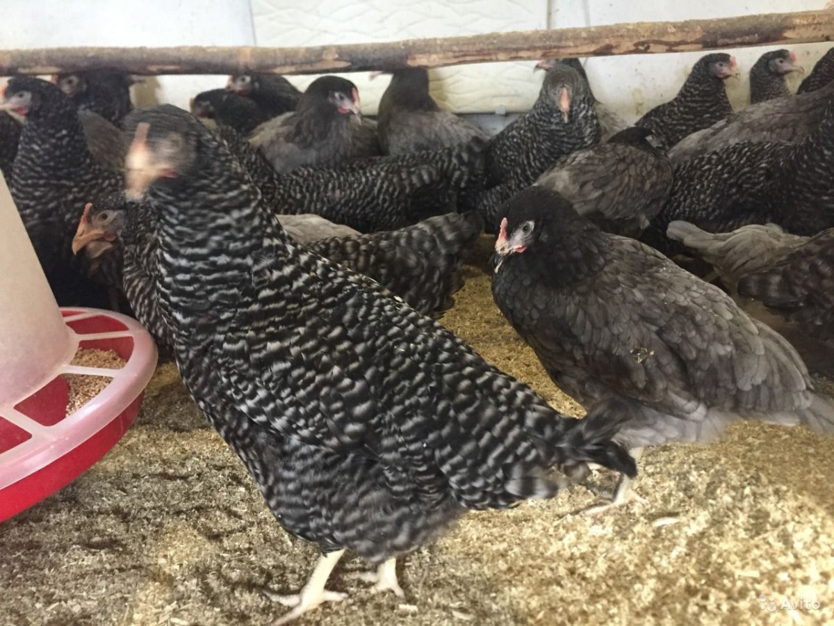 Куры несушки породы Доминант