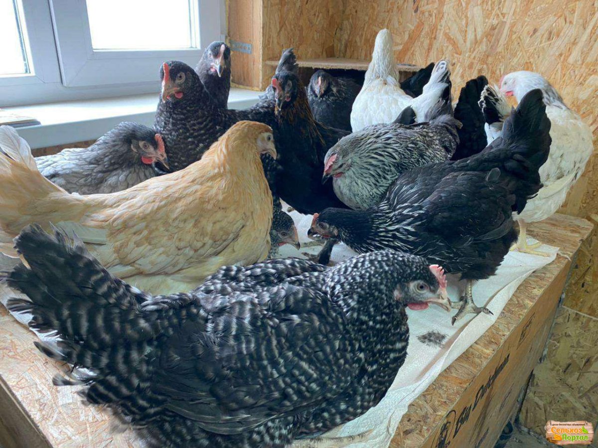 Куры Доминант крапчатый